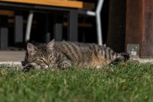 Đuro Mačak, Bašča, Bascha Osijek, rođendaonica na otvorenom, najam prostora za rođendan, proslave druženje