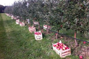 Berba jabuka Bašča, Bascha Osijek, rođendaonica na otvorenom