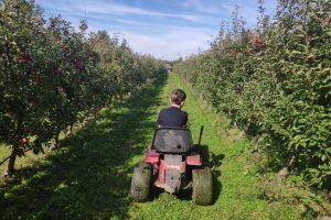 Luka, voćnjak jabuka, Bašča, Bascha Osijek, rođendaonica na otvorenom
